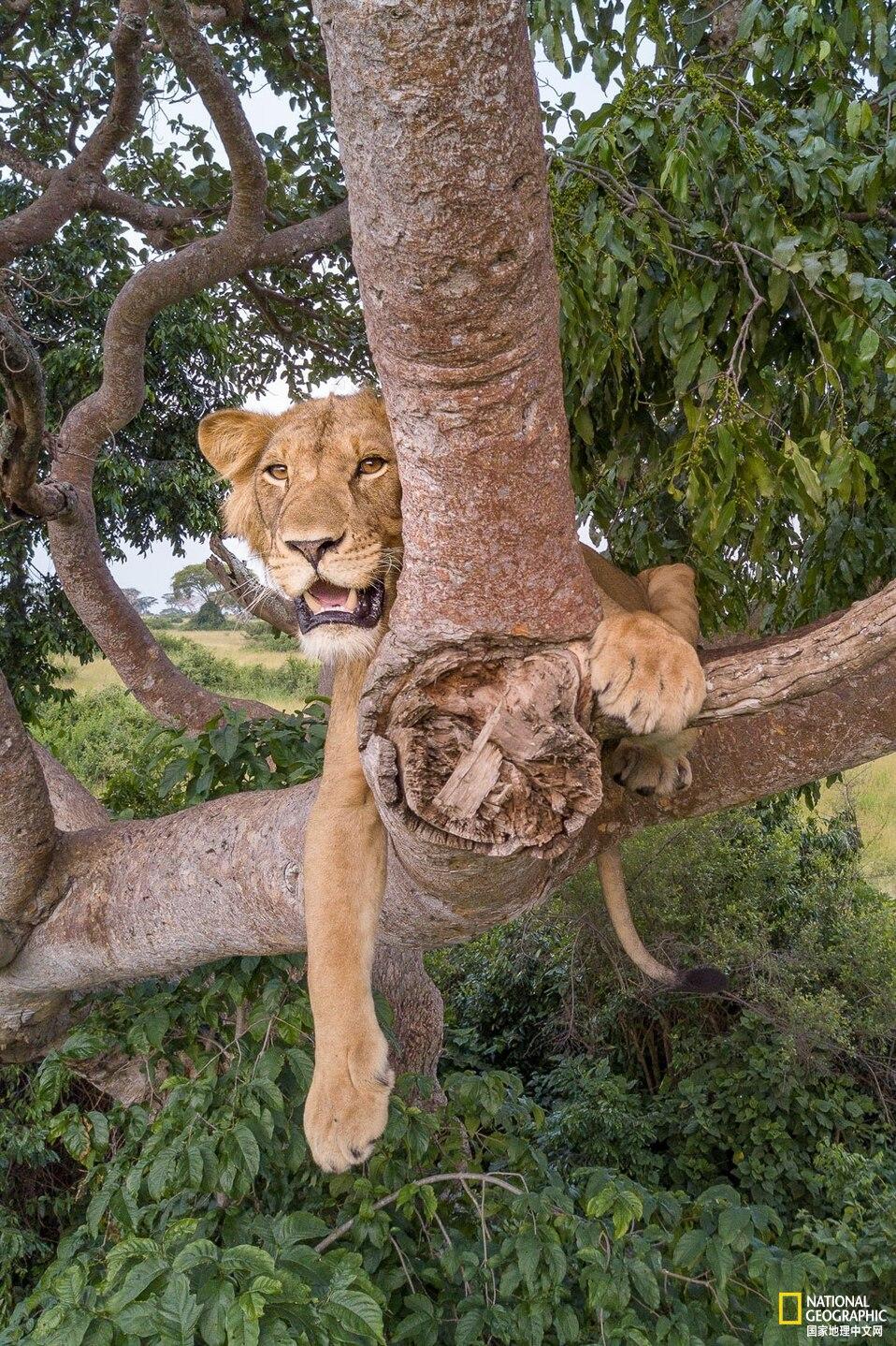 狮子会爬树吗(乌干达野生动物管理局和非政府组织的重要合作)
